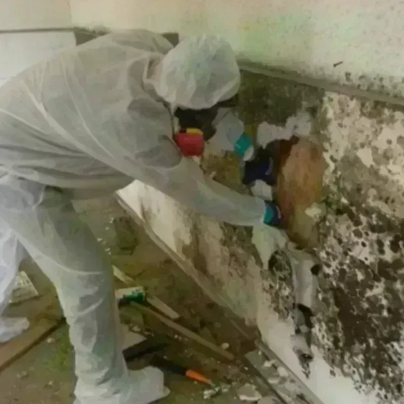 Mold Remediation and Removal in Warden, WA